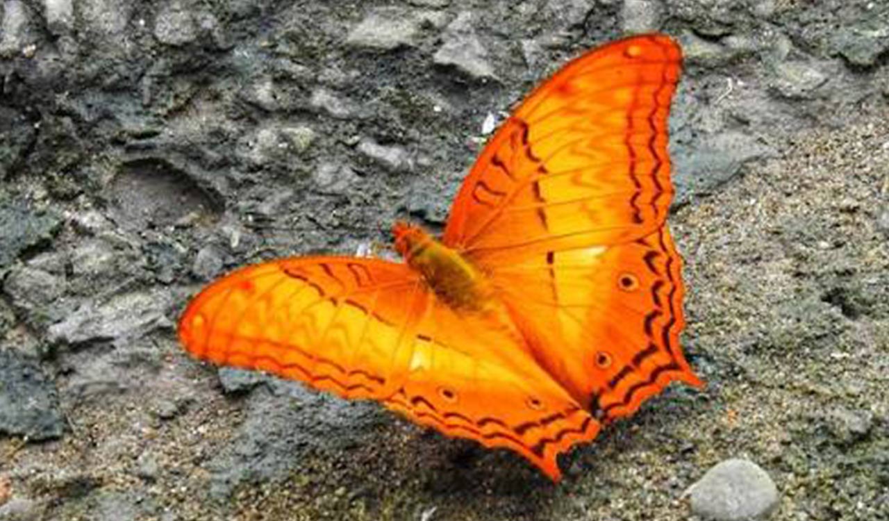 Dehing Patkai home to 165 butterfly species, including 37 endangered ones: Sarma