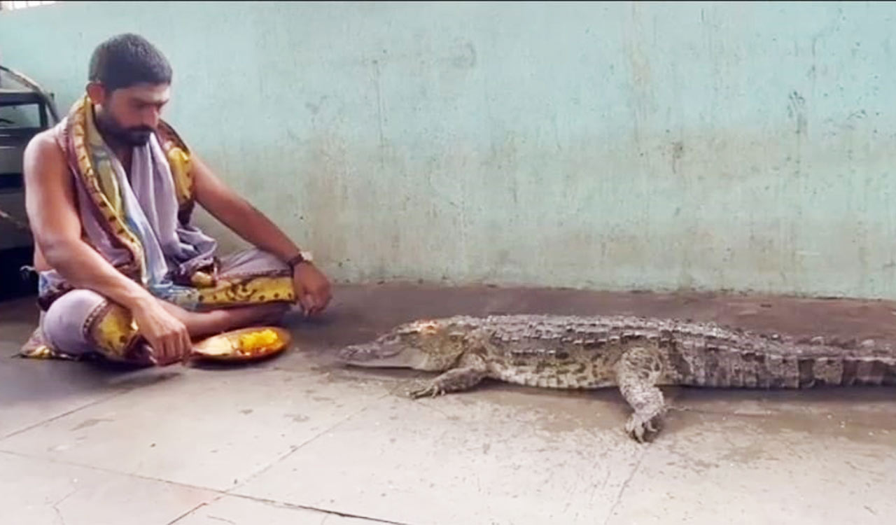 Close encounter: Crocodile surfaces at Beechupally pushkar ghat, priest performs puja