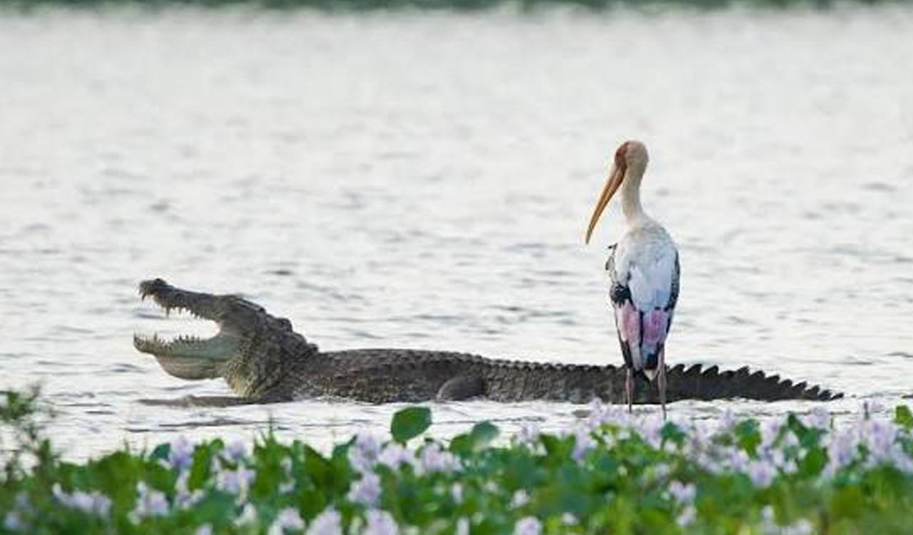 Crocodiles can’t fly. Birds can. Scientists have finally figured out why