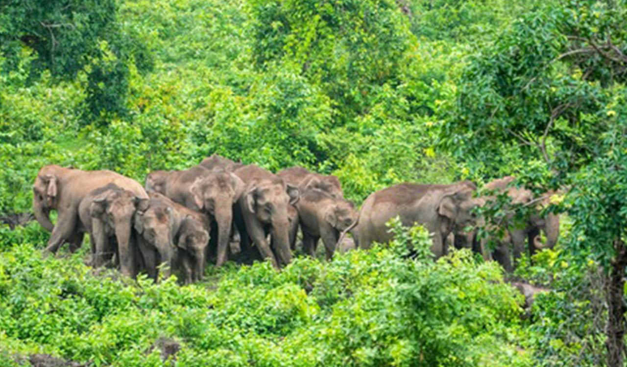 Plantation worker killed in wild elephant attack in Kerala’s Idukki
