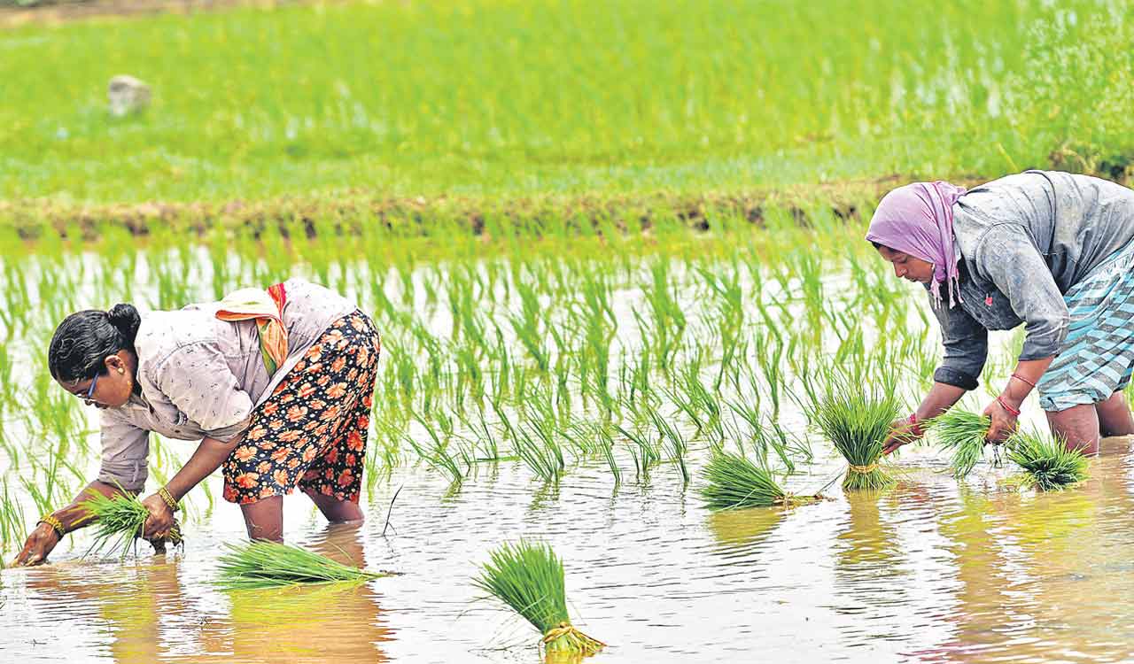 Late rains lift sowing, but water uncertainty clouds Telangana’s Kharif prospects