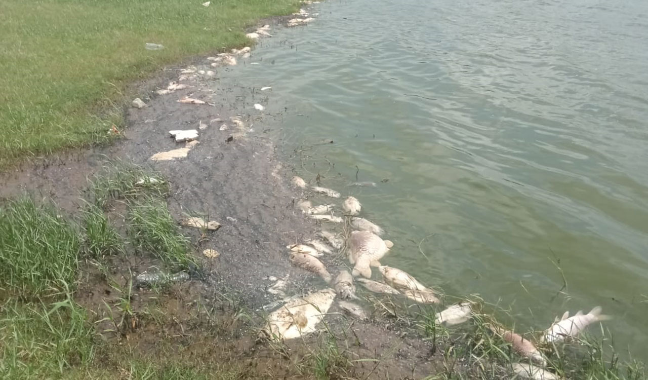 Sangareddy: Suspected industrial effluents kill fish in Rudraram lake