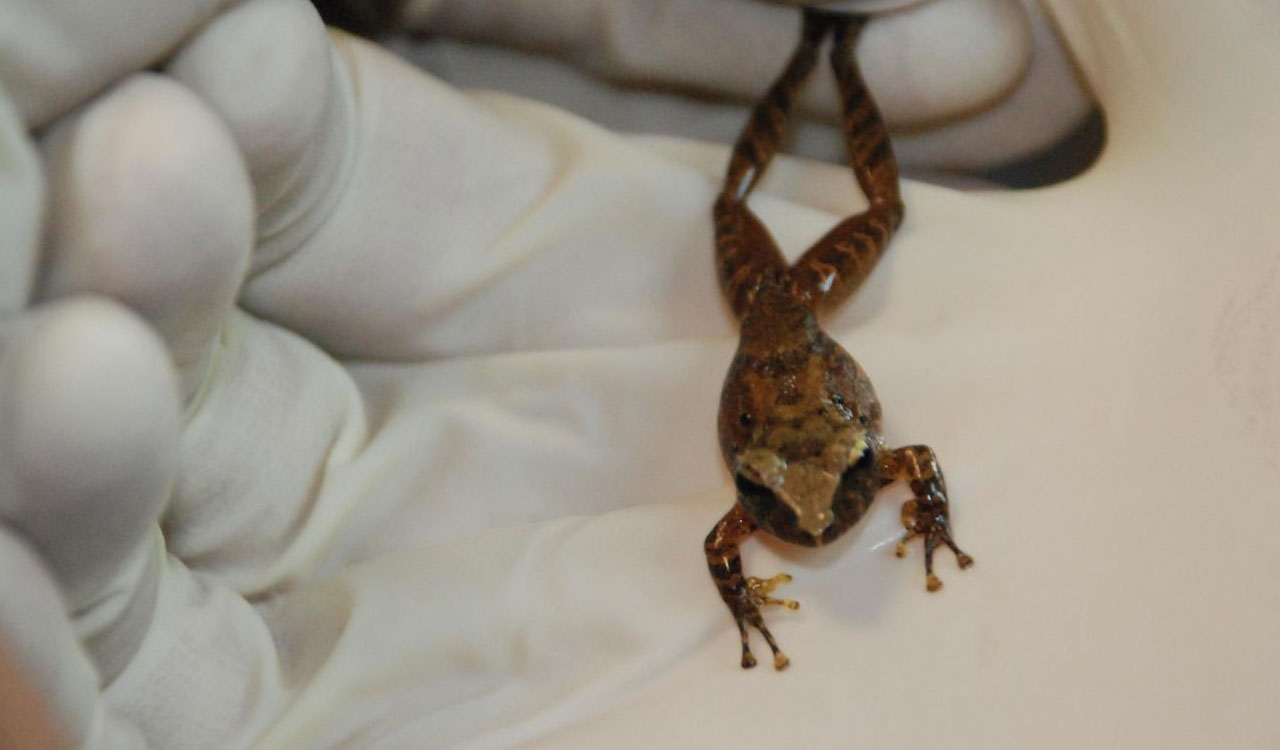 India’s frogs face hidden threat from amphibian-killing fungus