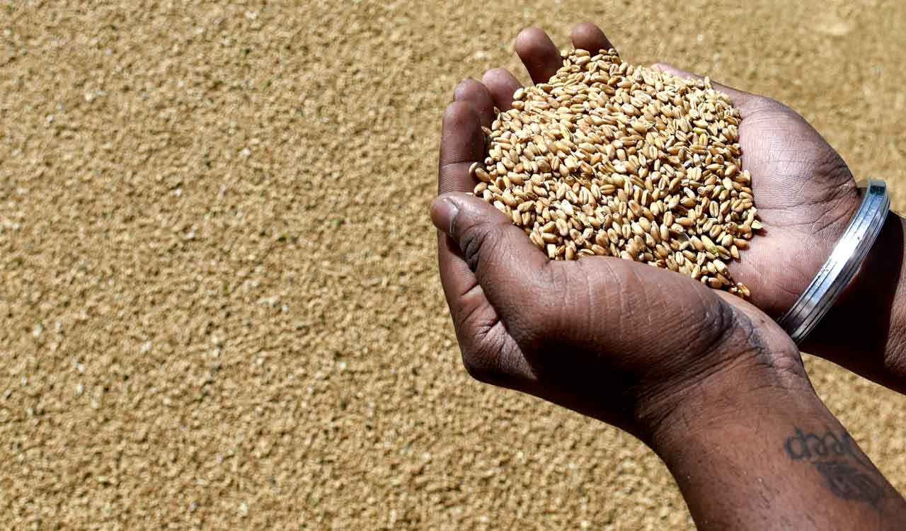 Government lifts export curbs on wheat products, moves atta and maida to free category