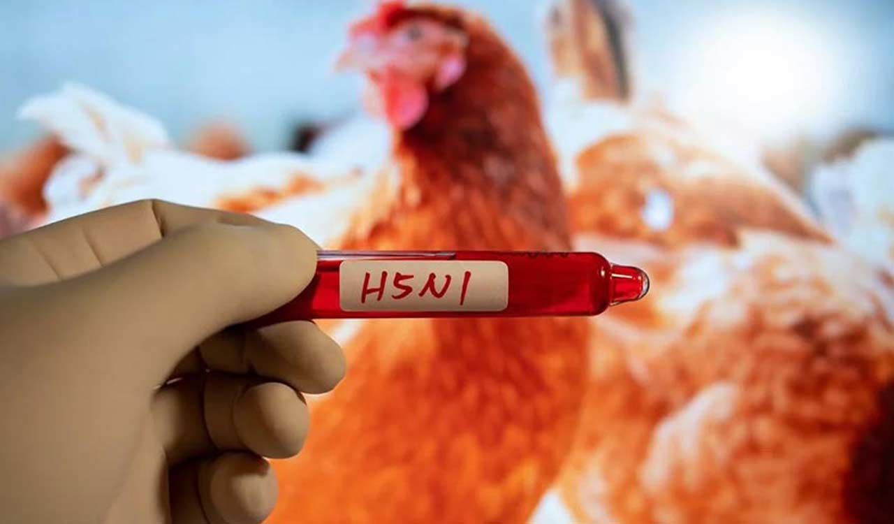 Australia’s H5N1 bird flu cases cross 200-mark