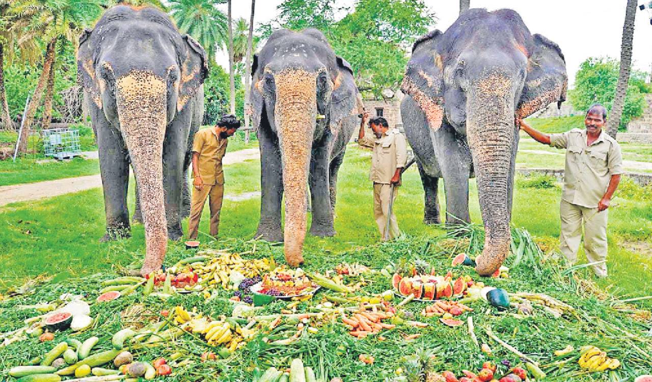 Hyderabad zoo elephants enjoy 5-km walk on World Elephant Day