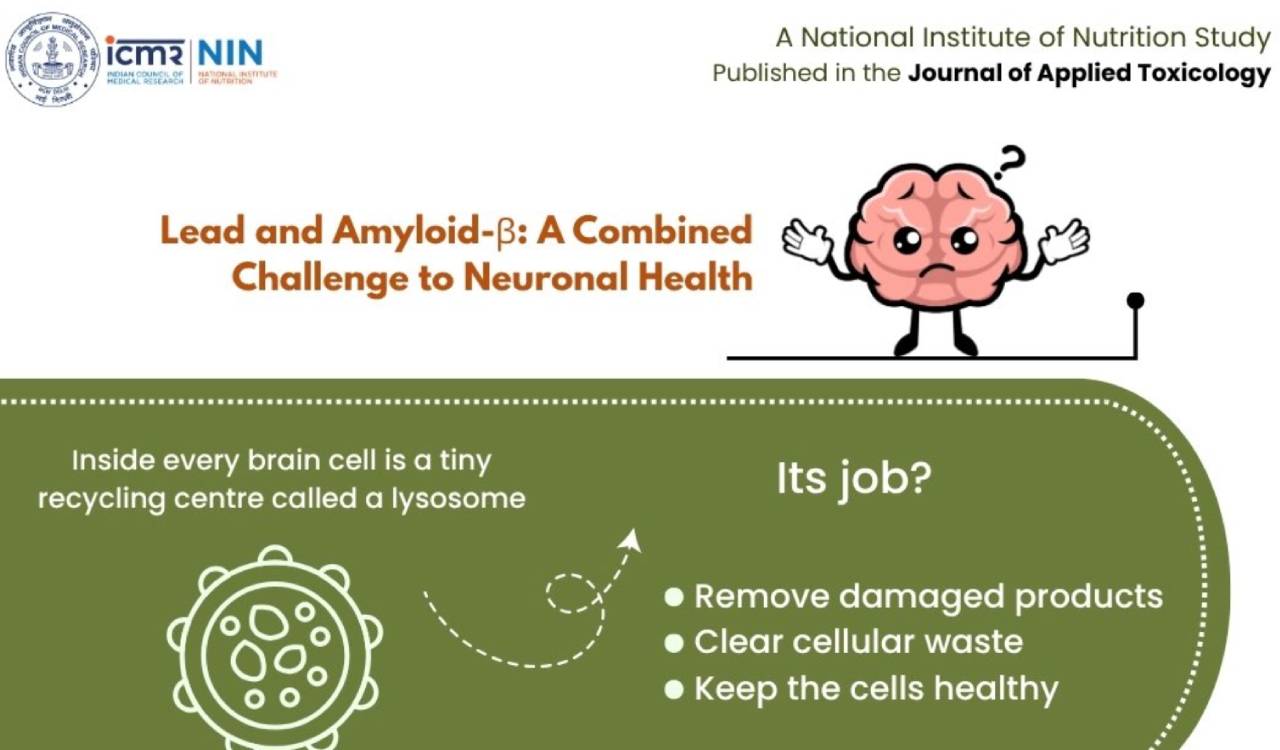 Environmental lead exposure may aggravate Alzheimer’s pathology: ICMR-NIN study