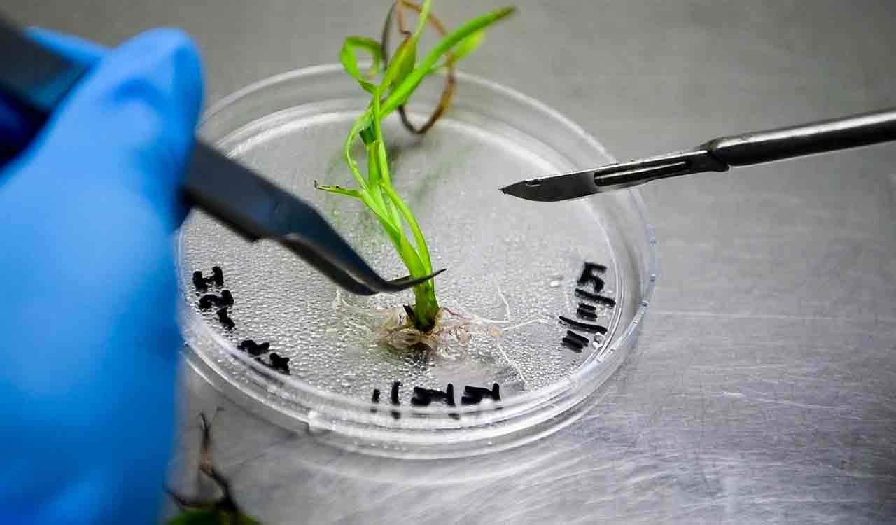 ICRISAT secures CRISPR-Cas9 access to boost climate-resilient crops