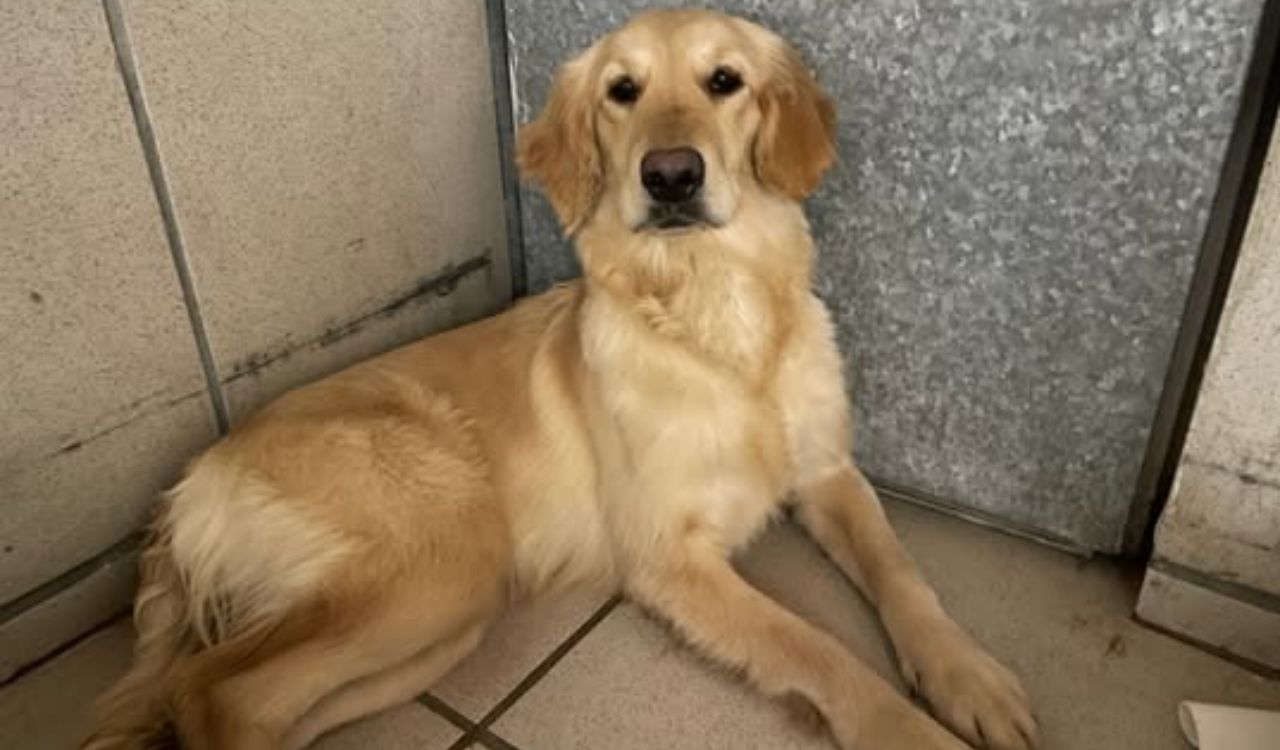 Ahmedabad registers nearly 20,000 pet dogs; Labradors remain the city’s most popular breed