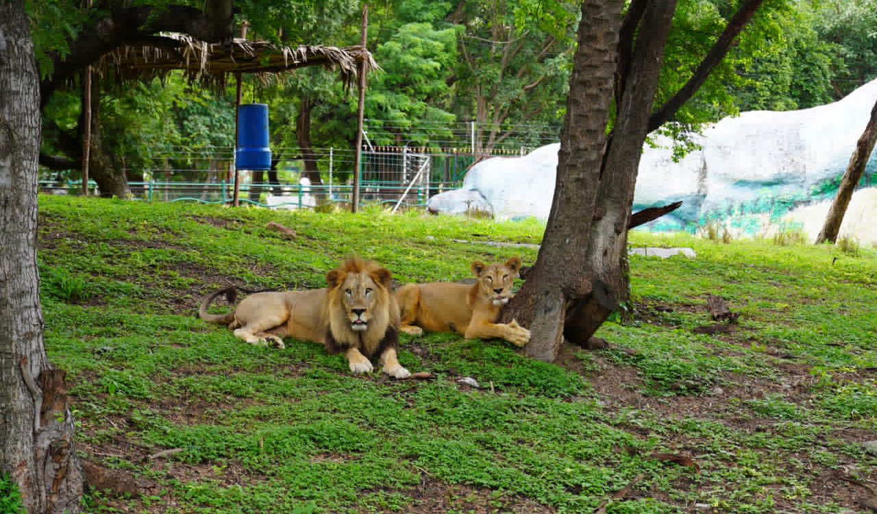 Nehru Zoo celebrates World Lion Day, highlights lion conservation