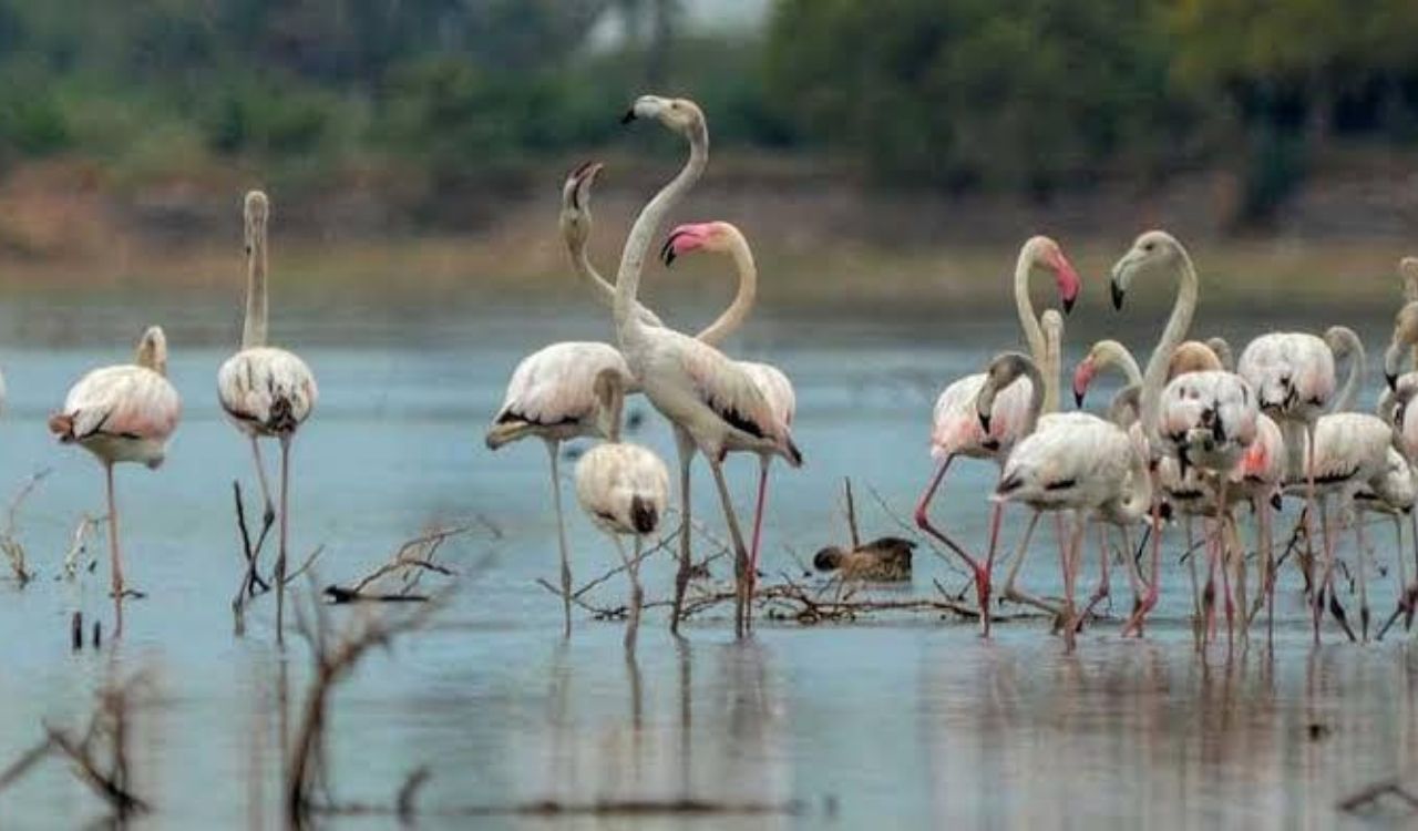 Tamil Nadu’s Perungulam wetland emerges as Ramsar recognition candidate