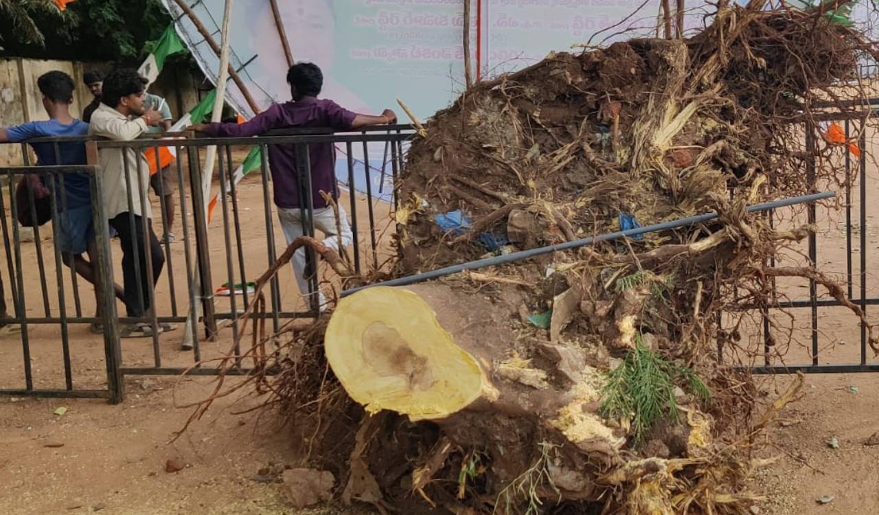 Massive tree axed to clear convoy route for CM’s Sangareddy rally