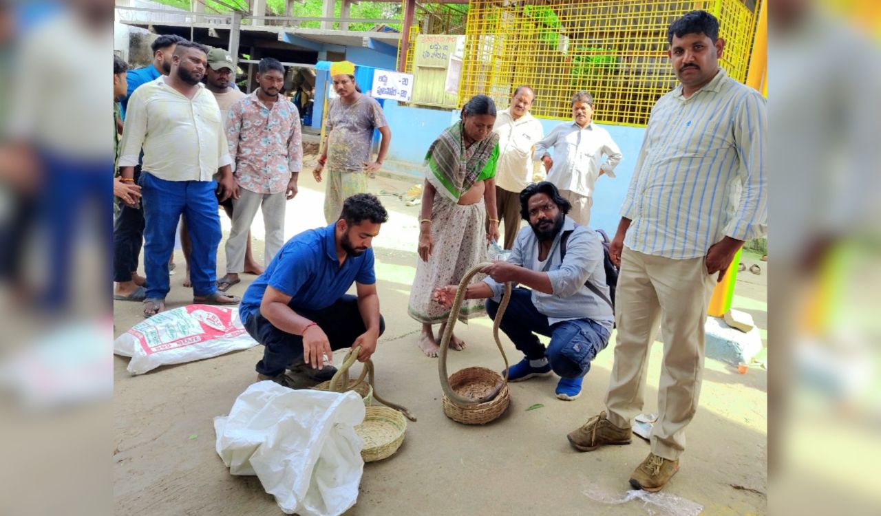 Hyderabad: Seven snakes rescued from snake charmers ahead of Nagapanchami