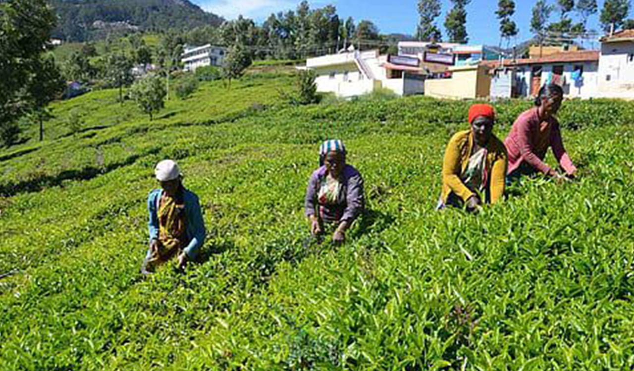 Rainfall deficit impacts tea leaf output in TN’s Nilgiris