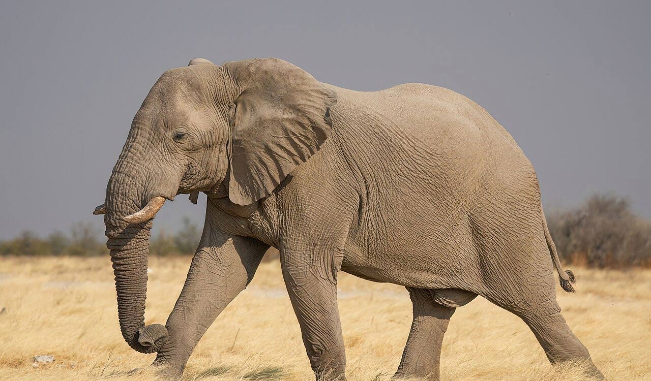 Elephant habitats, corridors being systematically destroyed, will to preserve absent: Ramesh