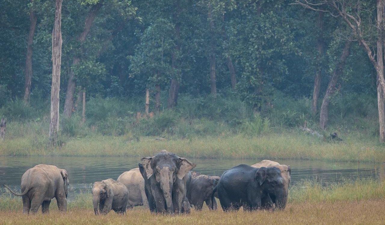 India home to over 60% of world’s wild Asian elephants, says PM Modi