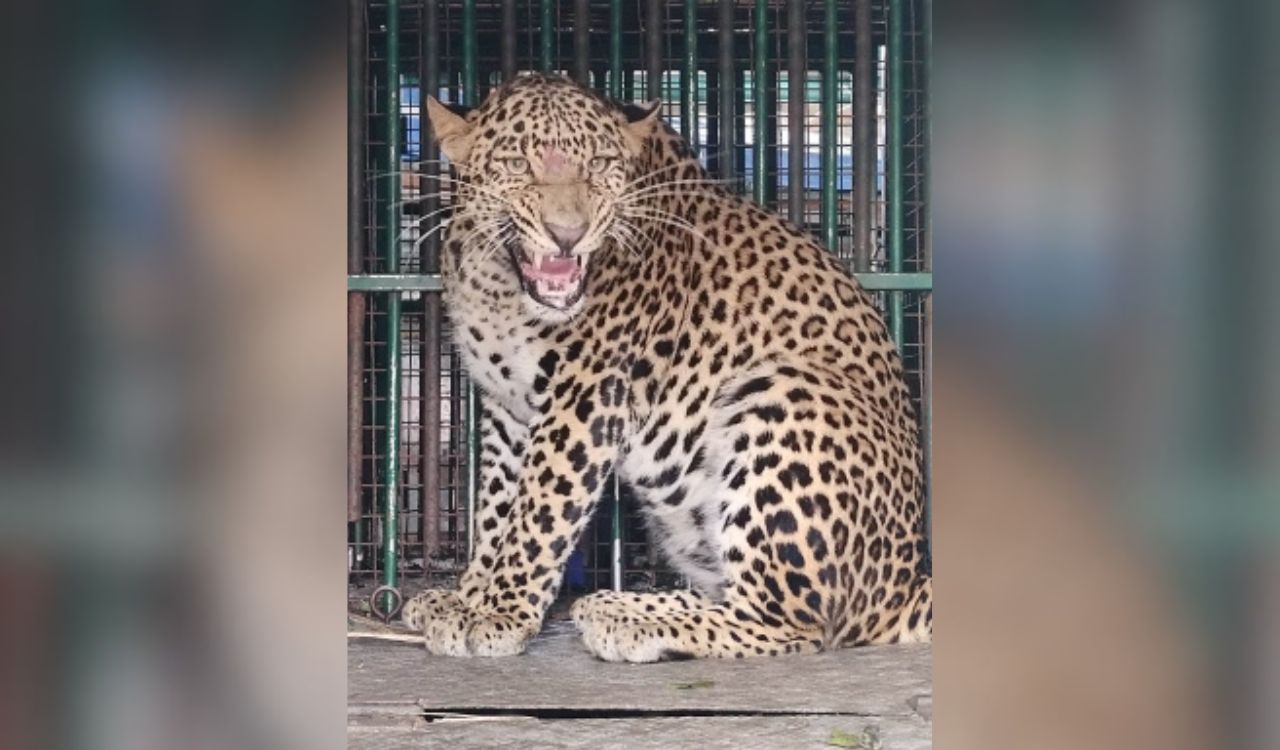 Two leopards captured after sightings in Budgam locality in Jammu and Kashmir