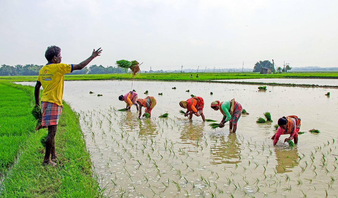 India’s monsoon improves, eases risks for Kharif crop: Report