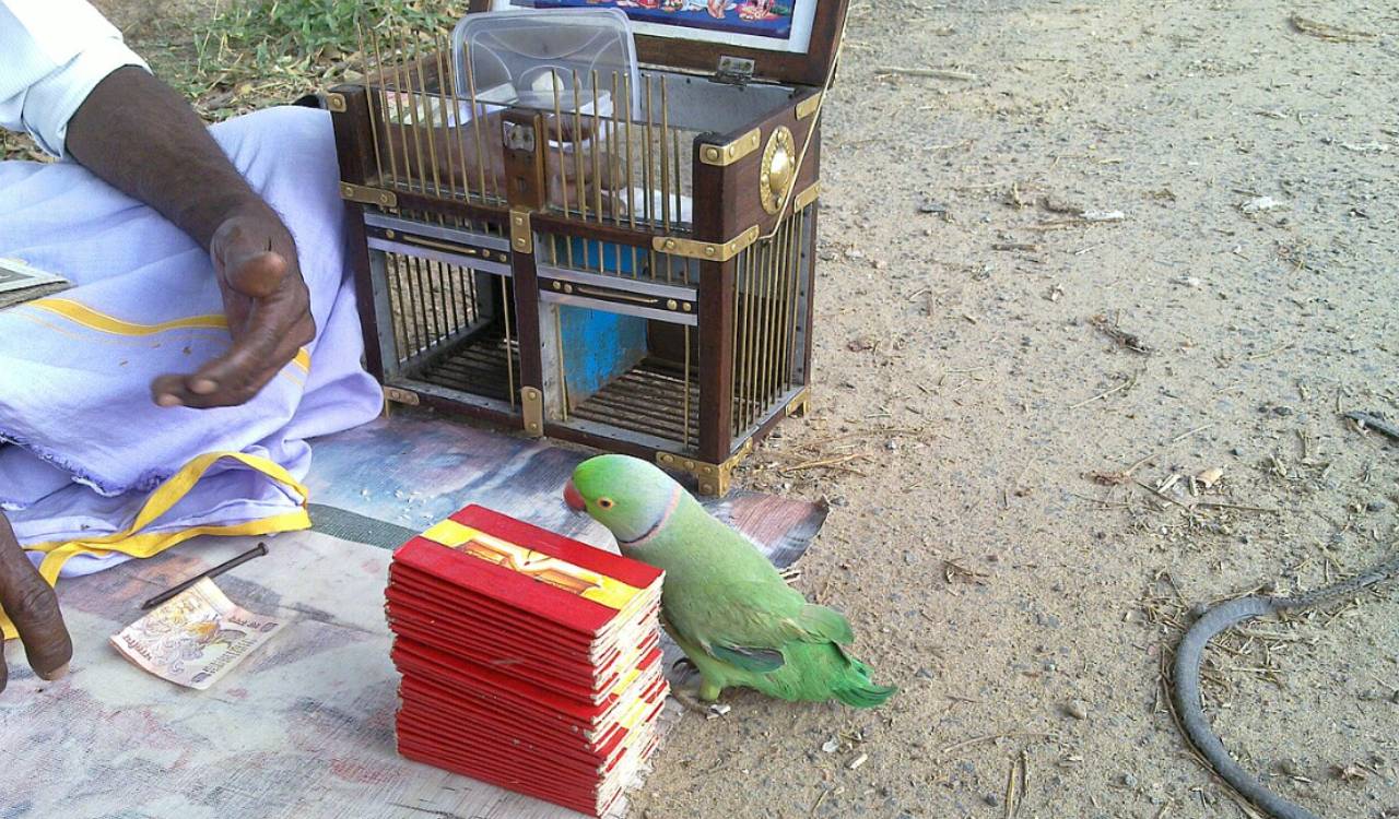 Three rose-ringed parakeets rescued by Tirupati Forest Division