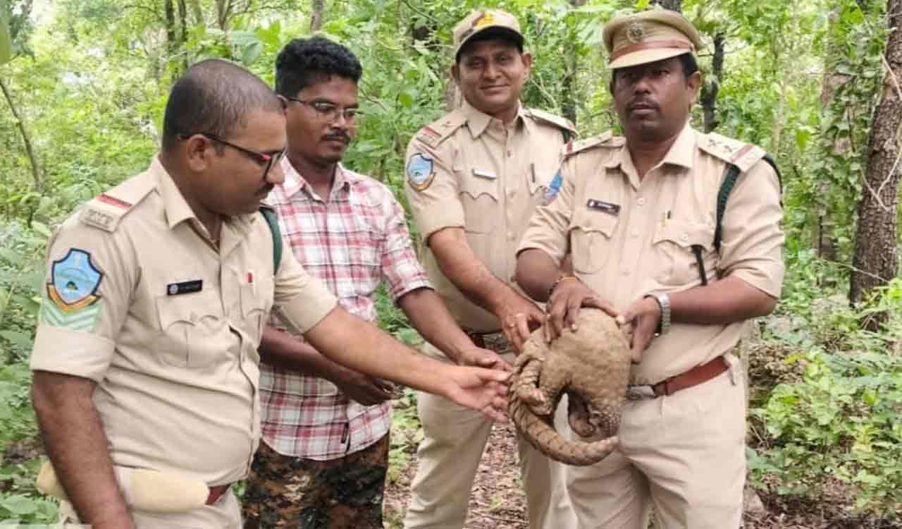Indian Pangolin, rescued, released in Kothagudem’s Kinnerasani Deer Park