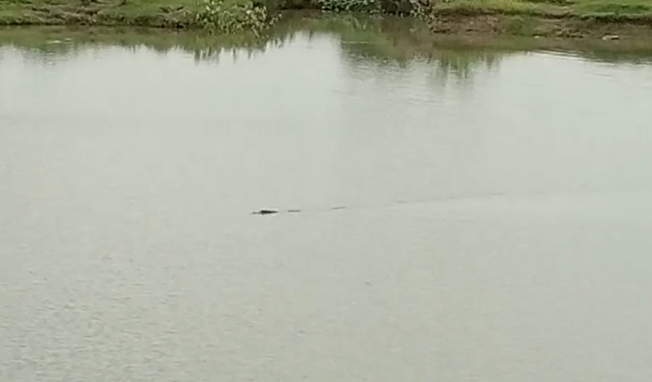 Crocodile sighting creates flutter among farmers in Sangareddy