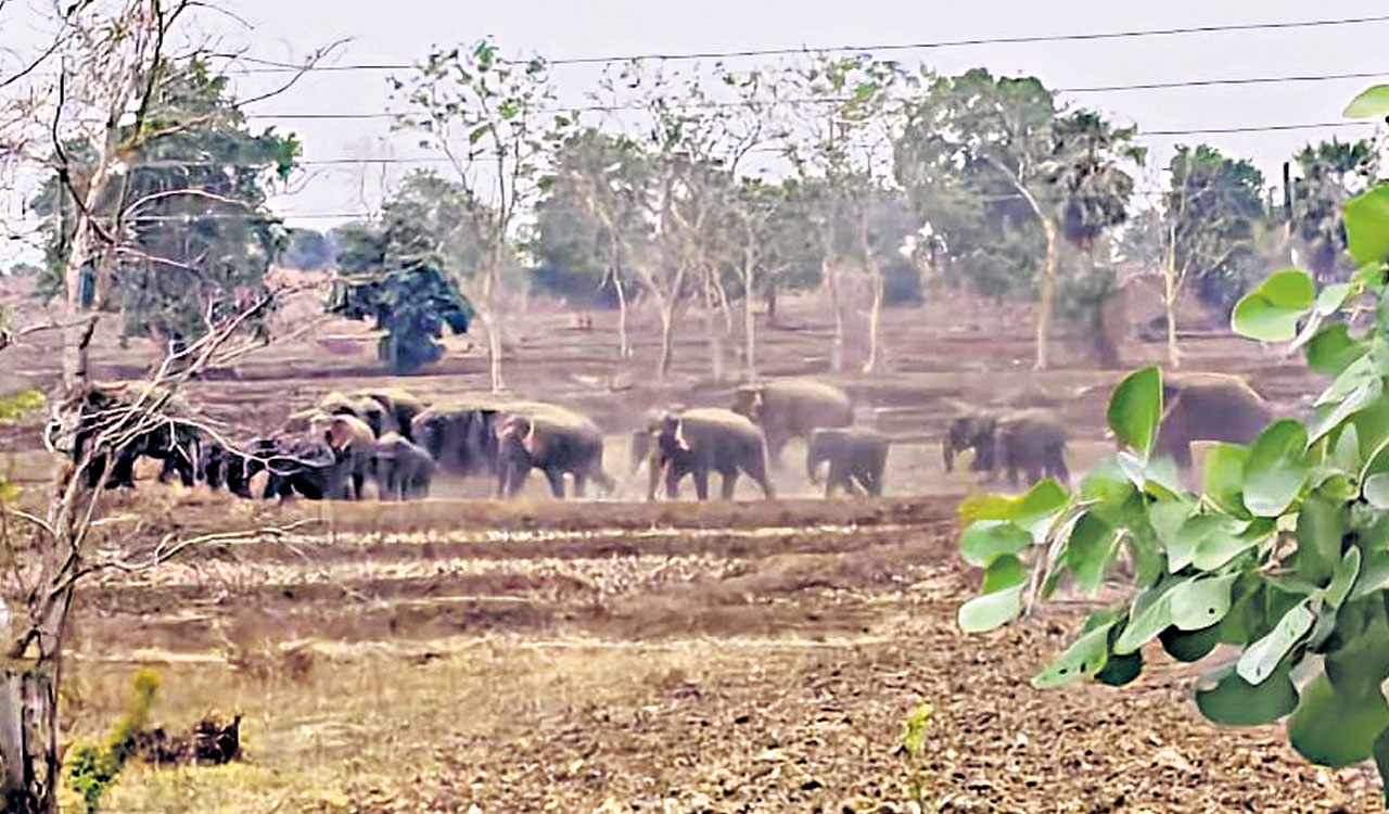Elephant herd movement triggers panic along Maharashtra-Telangana border