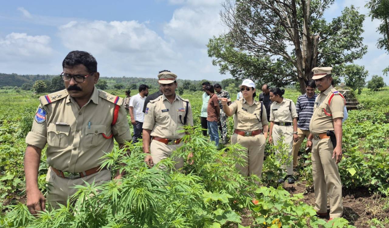 460 ganja plants worth Rs 41 lakh seized in Asifabad