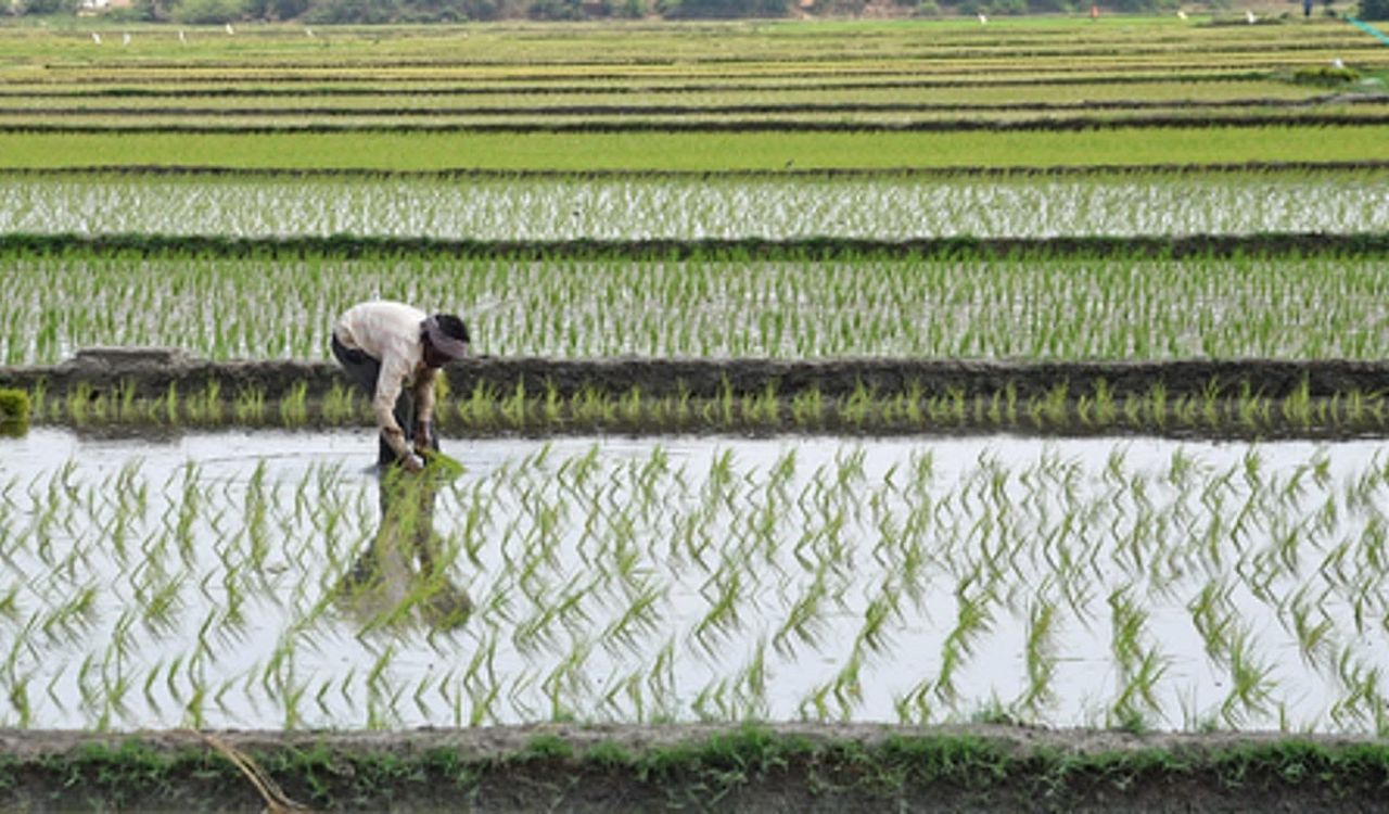 Tamil Nadu delta sees mixed kuruvai paddy yields as heat, water shortage hit crop