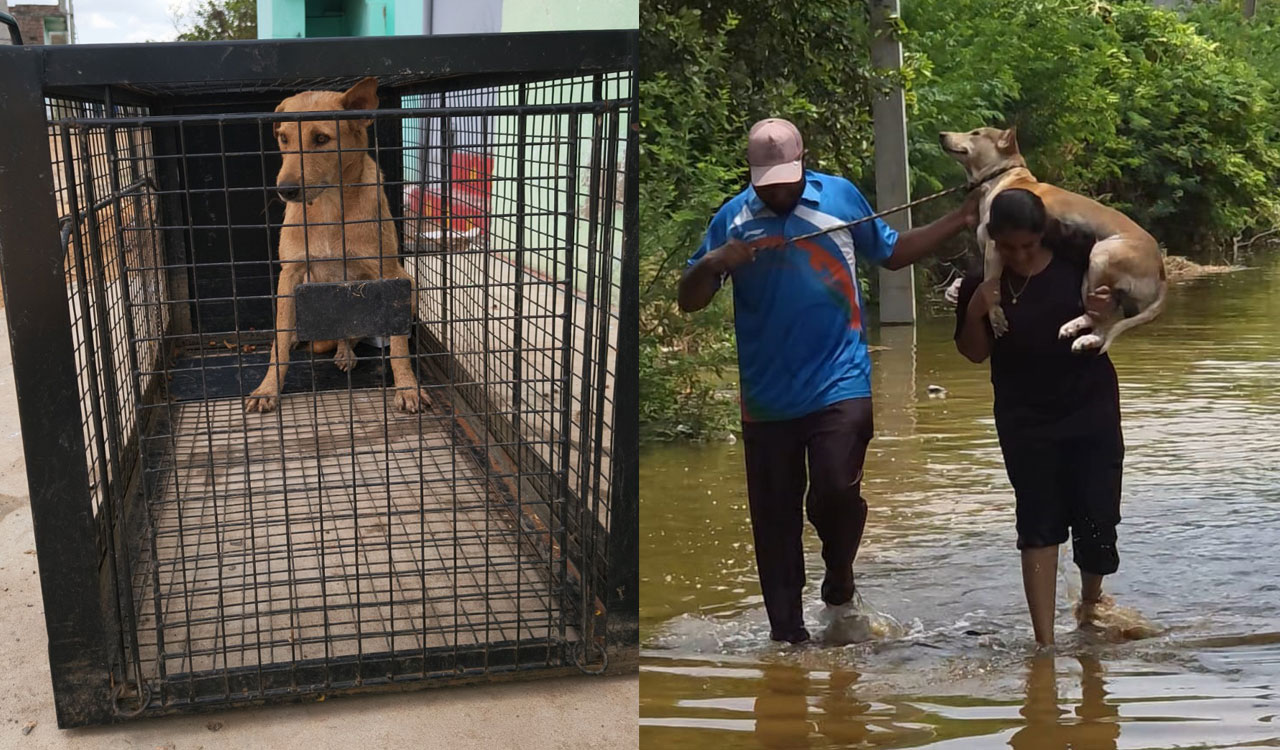 NGOs rescue over 200 animals from Veligonda project displacement areas