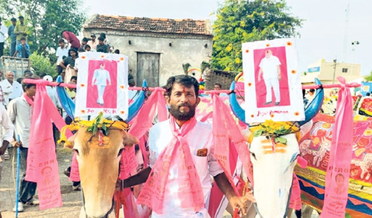 Polala festival celebrated with decorated bullocks across Adilabad