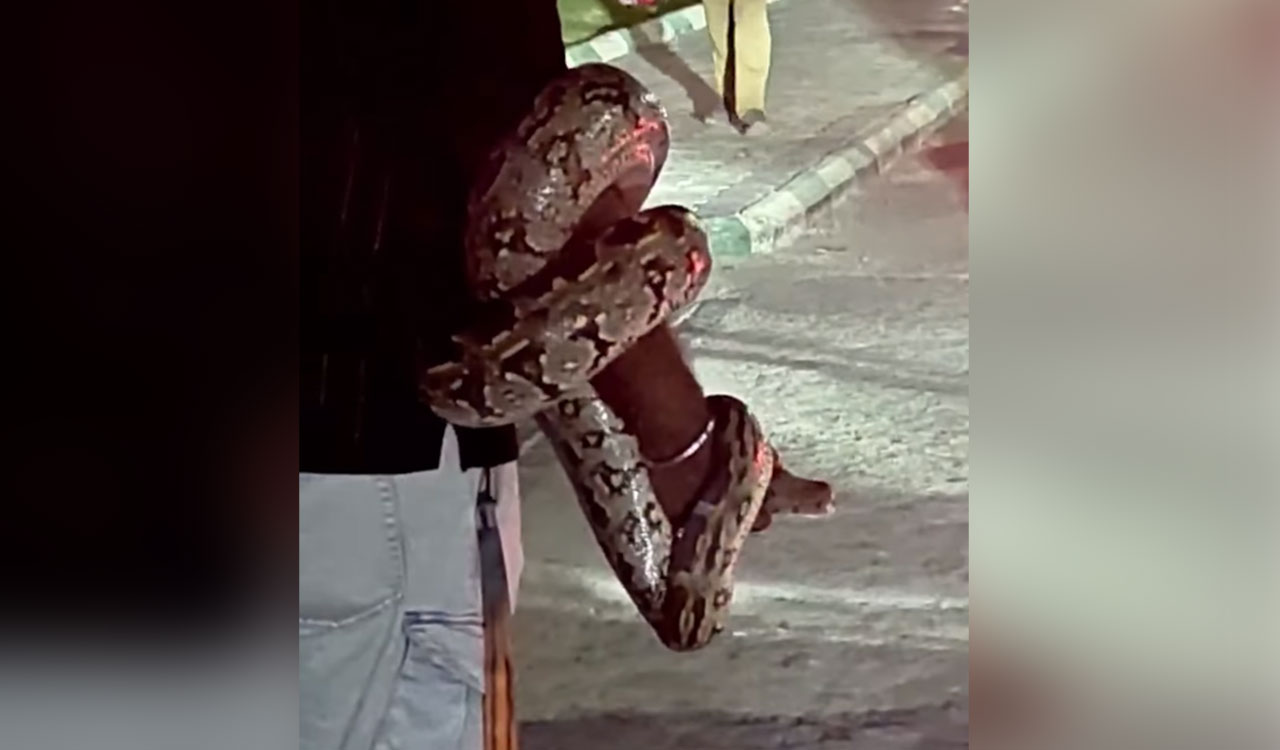 Python spotted near IT company at Durgam Cheruvu in Hyderabad