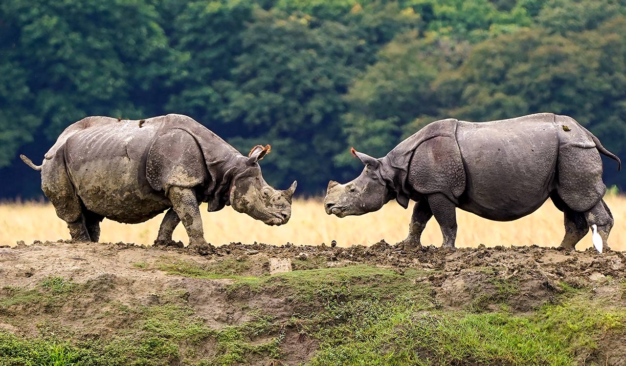 Assam hosts 80 pc of world’s rhinos, zero poaching: Himanta Sarma