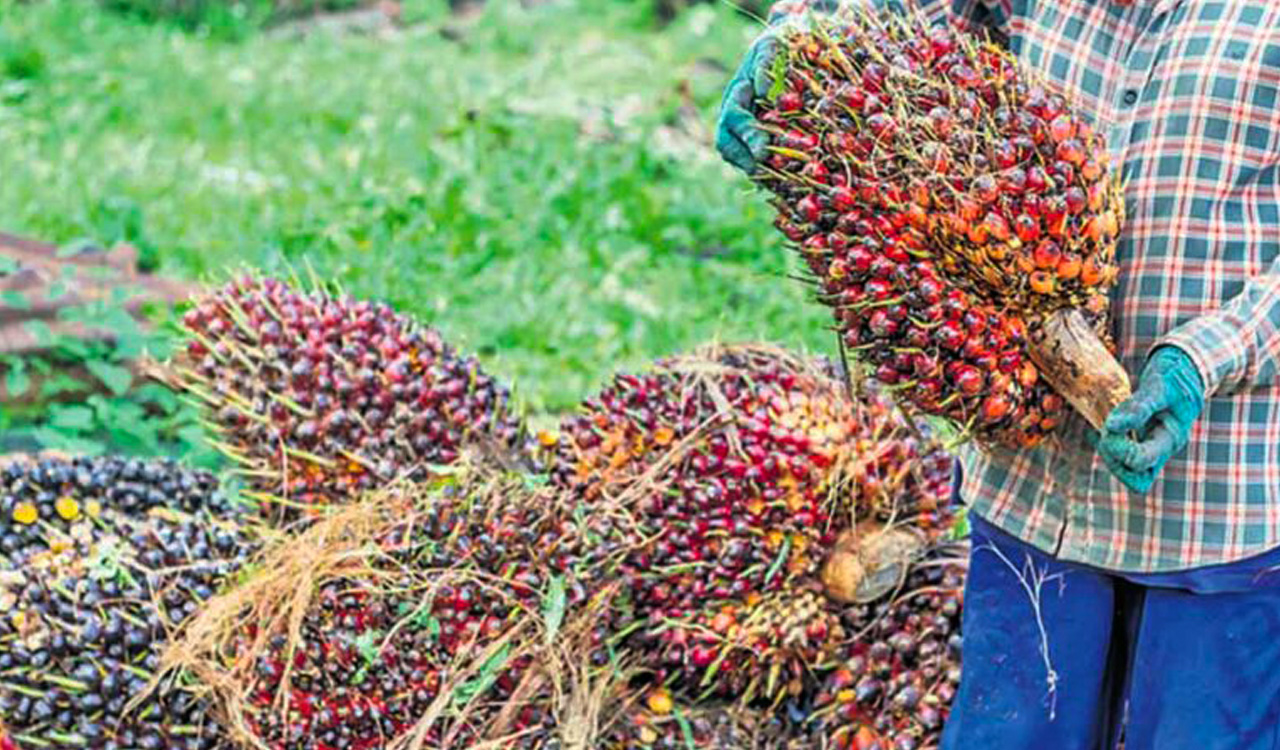 Telangana brings 2.74 lakh acres under oil palm cultivation since 2021-22