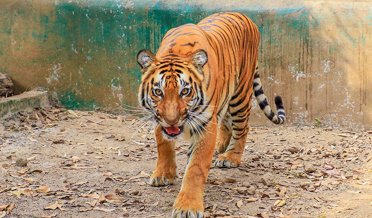 Biodiversity boost: Tiger travels over 400 km in Maharashtra