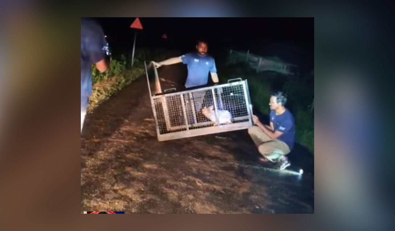 Two Indian foxes rescued from agricultural well in Telangana
