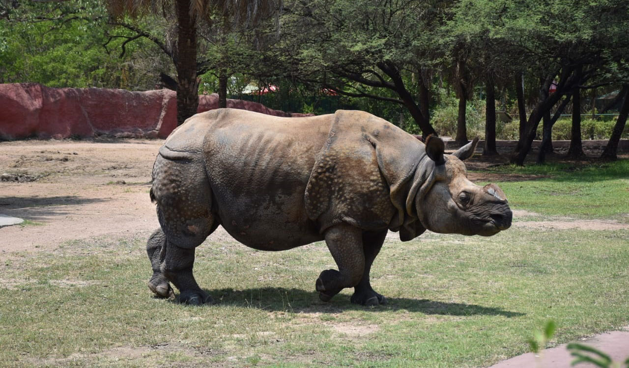 IREC 2026, Luxury Expo adopt rhino at Nehru Zoo for three months