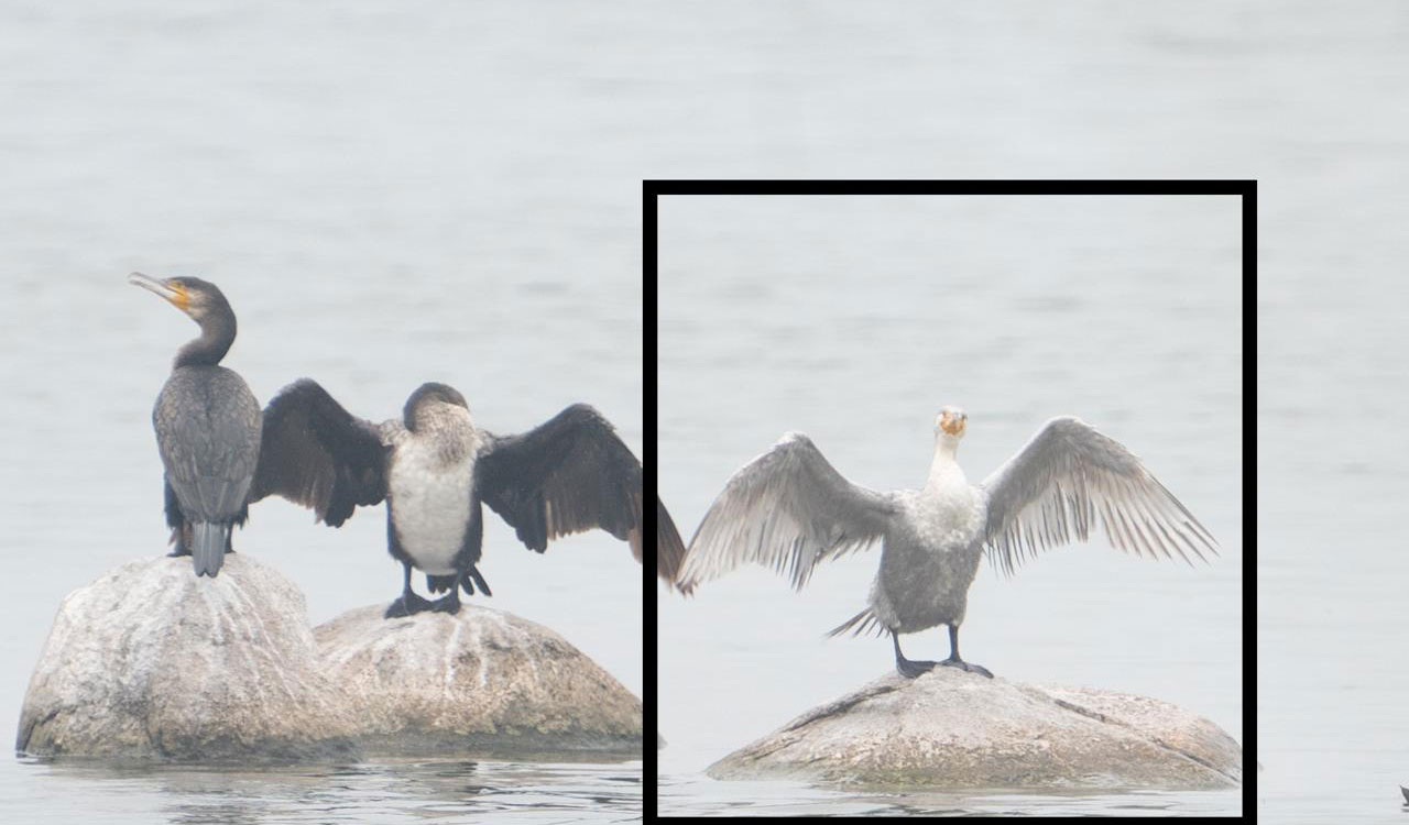 Rare leucistic great cormorant spotted at Ameenpur Lake