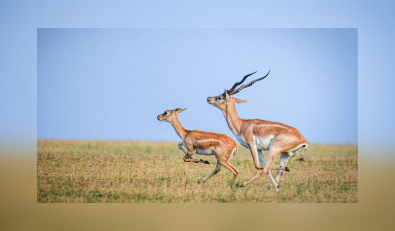 Deer, blackbuck hunting cases raise questions over venison supply in Hyderabad