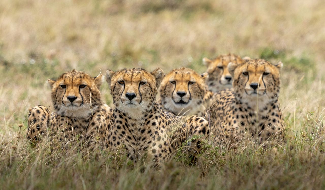 India-born cheetah gives birth to four cubs at Kuno National Park