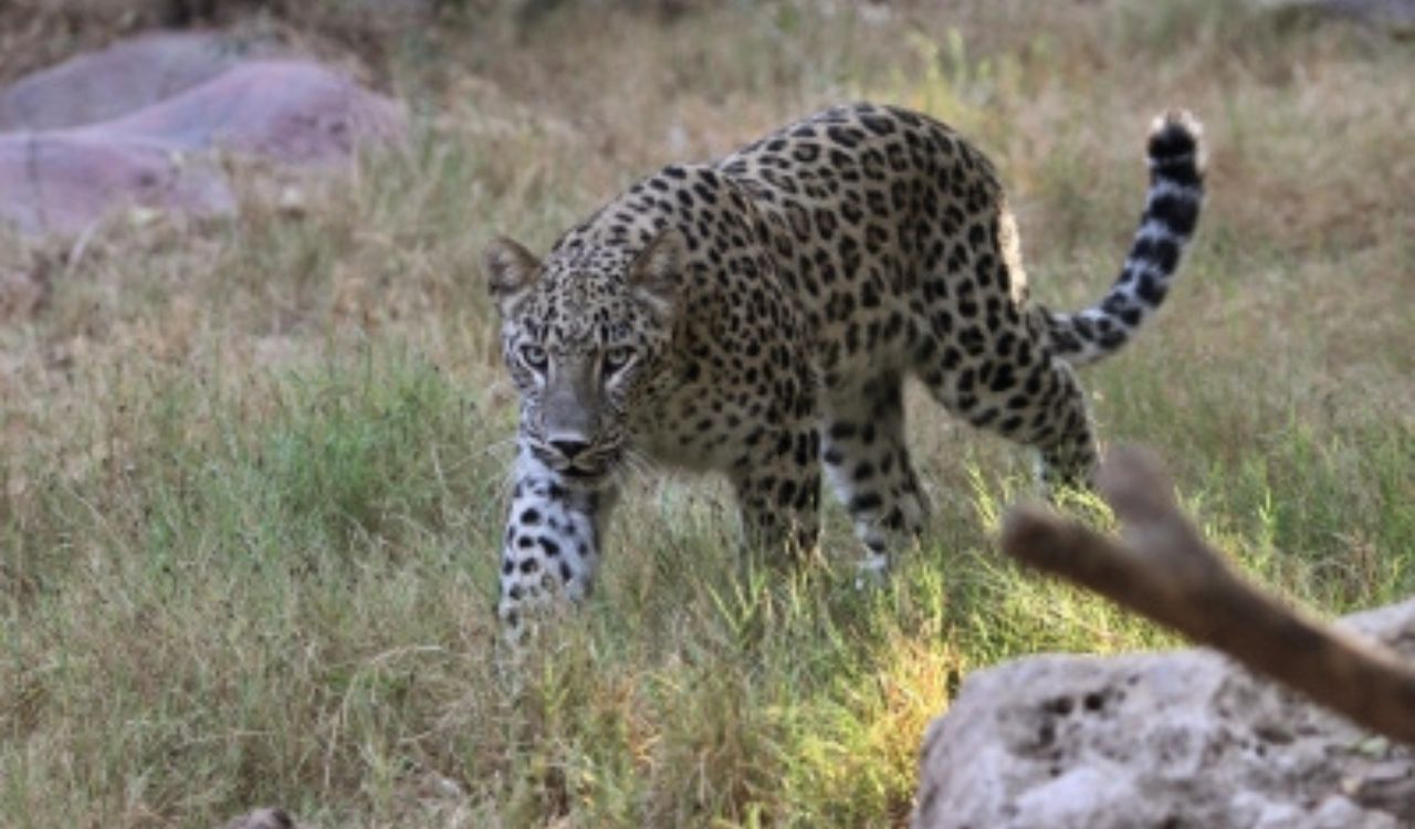 Suspected leopard attack leaves 16 sheep dead, 17 injured in Budgam