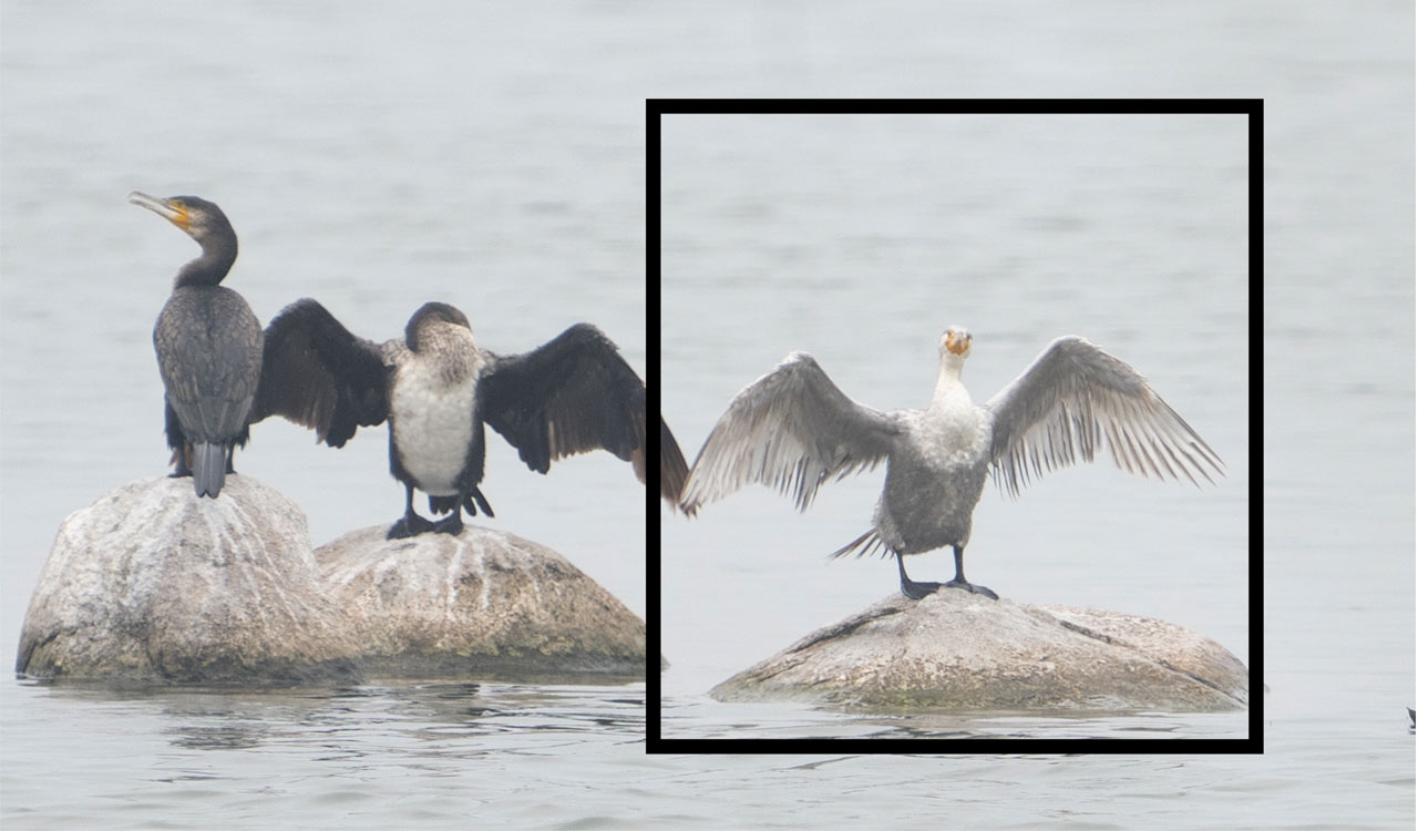 Rare leucistic Great Cormorant spotted at Ameenpur Lake in Hyderabad