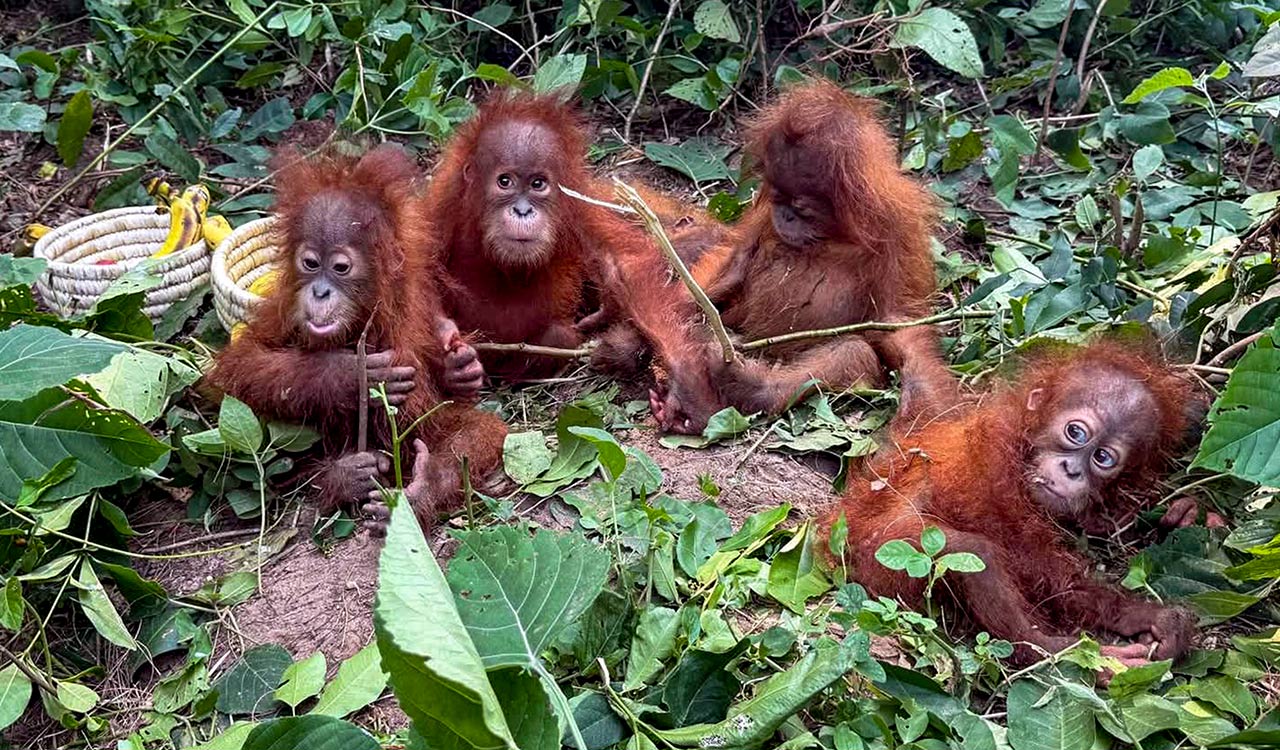 Relaxed to anxious to playful: Rescued baby orangutans show range of emotions at Odisha zoo