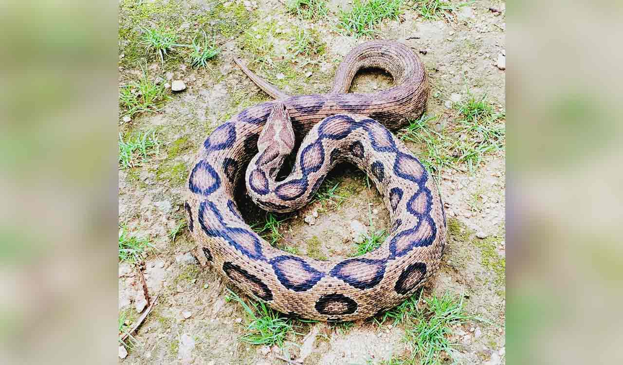 Russell’s viper found at government residential school in Siddipet