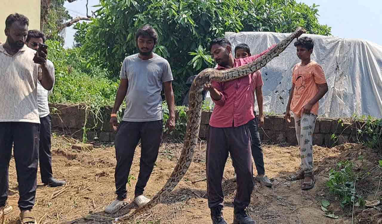 Python strays in residential colony at Paloncha in Kothagudem, rescued
