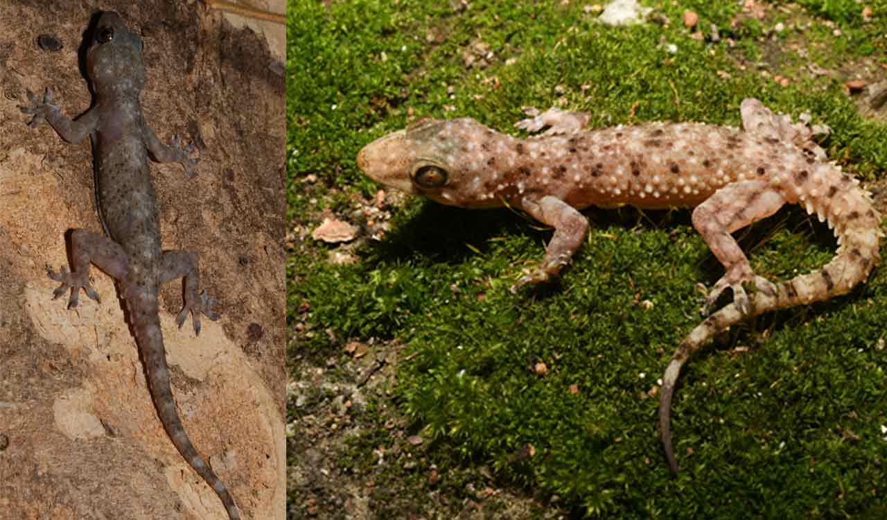 Telangana gets two new gecko species from Nalgonda, Warangal