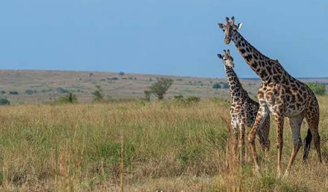 Explainer: How CO₂ rise Is changing savanna grasslands