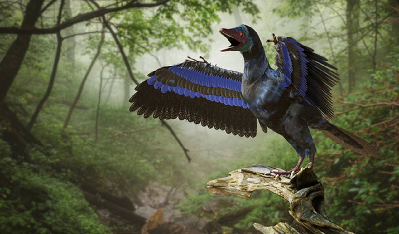 Explainer: How the ‘first bird’ leapt into the sky and soared above the dinosaurs