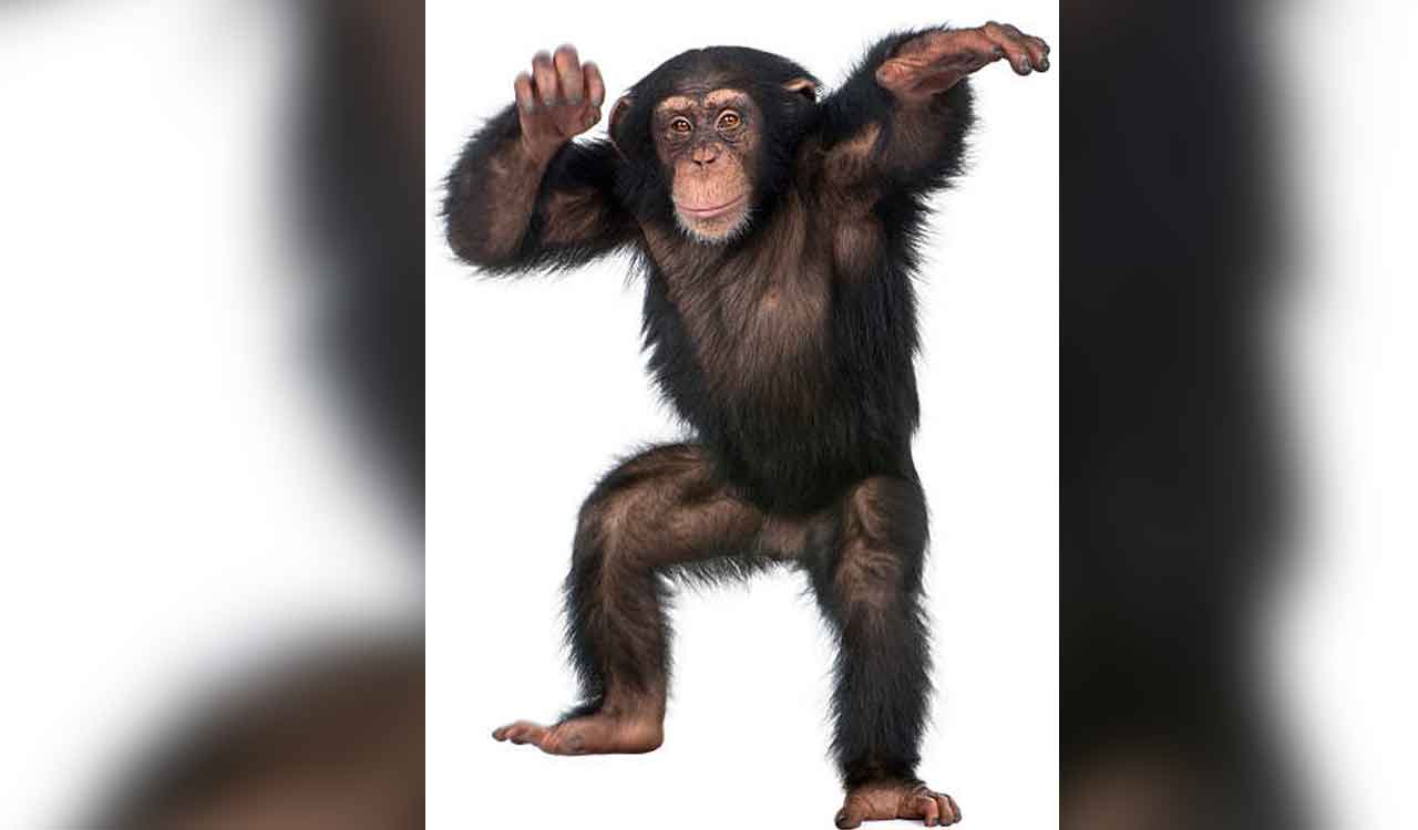 Why do some chimpanzee mothers carry their dead infants for months?