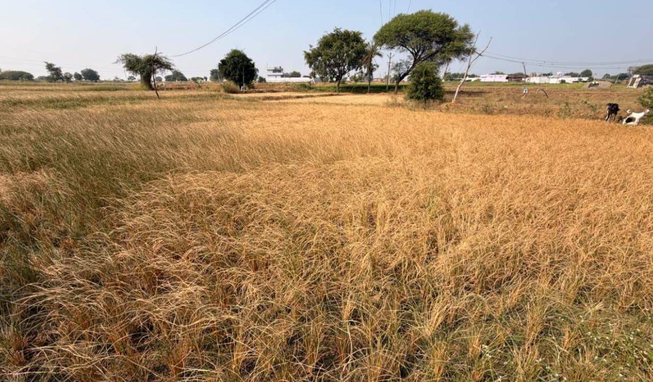 Crops drying up due to incomplete Palamuru-Rangareddy project works: BRS