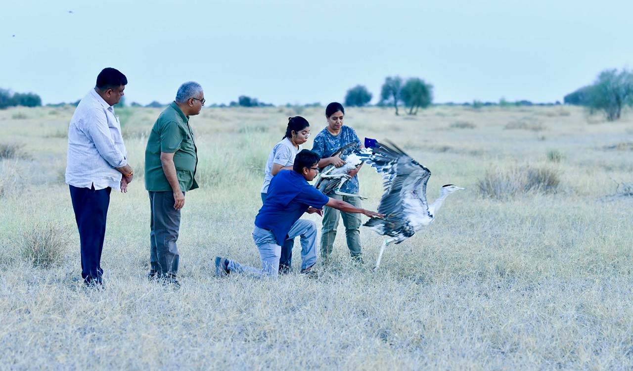 Rajasthan: Union Minister Bhupender Yadav releases two rare Great Indian Bustards in Jaisalmer